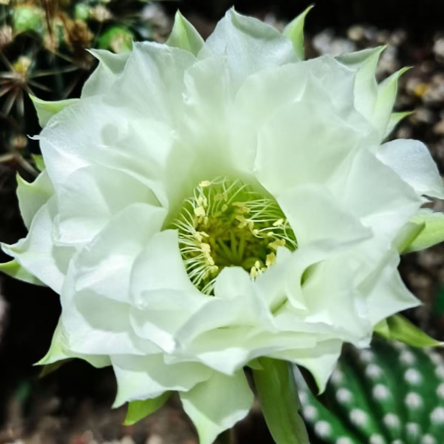 彩，CC149仙人球，环境不同花色花型，颜色深浅不同属于正常介意勿拍
