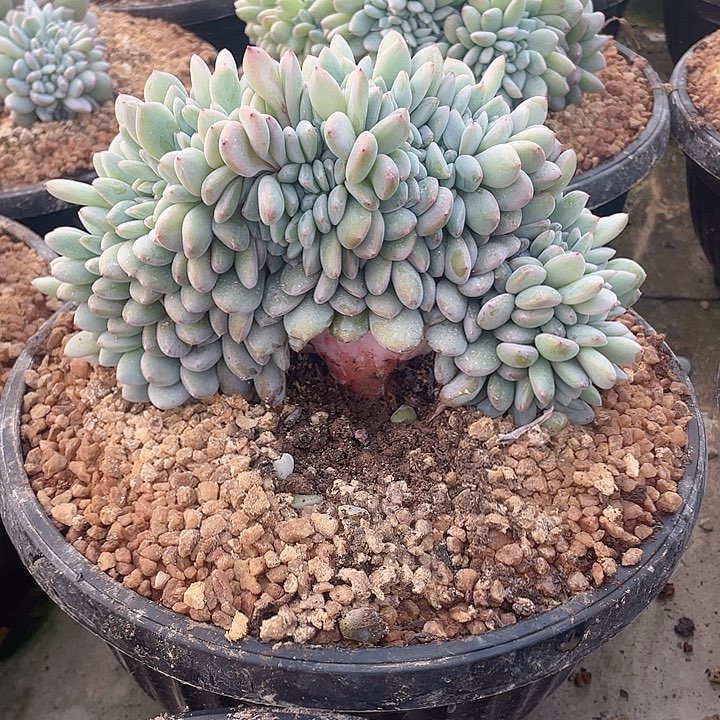 橙梦露缀化小树桩