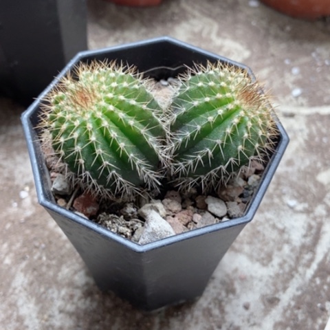 双头油博仙人球40米仙人球