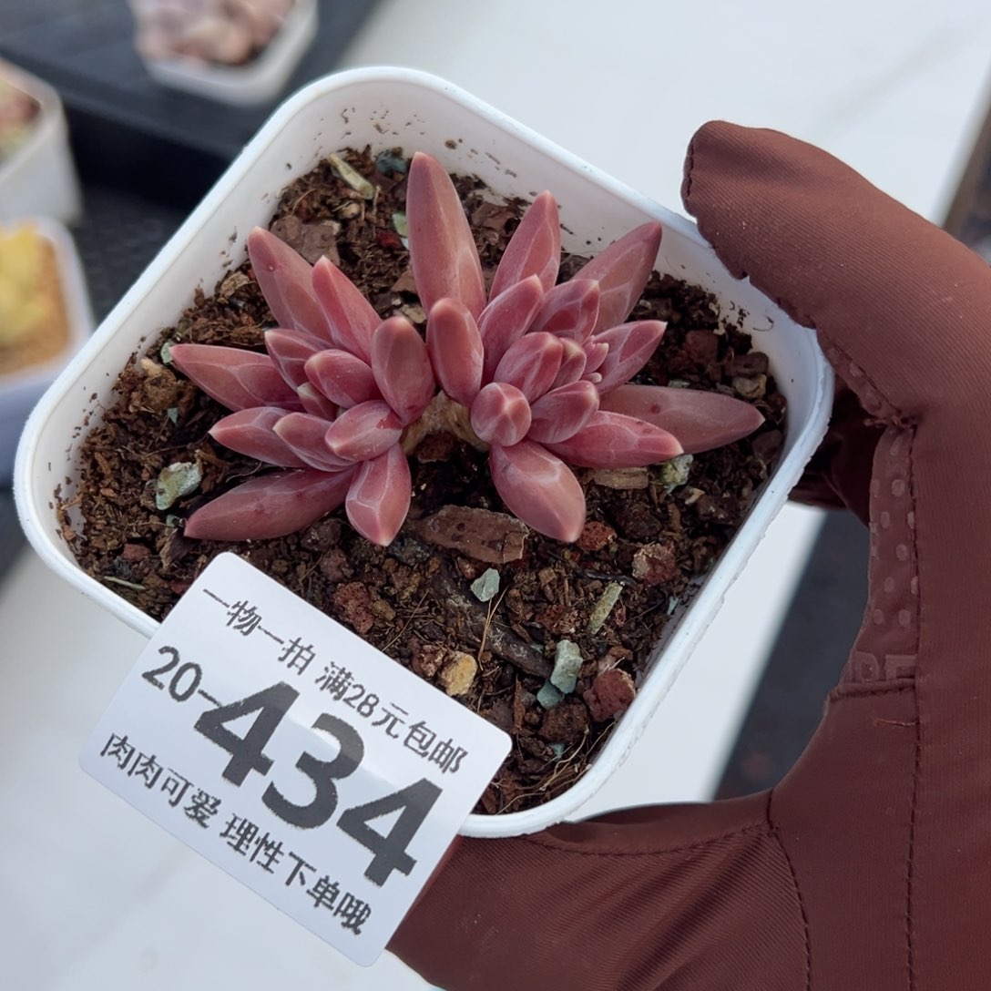 佑*伊卡鲁斯多肉多肉多肉多肉