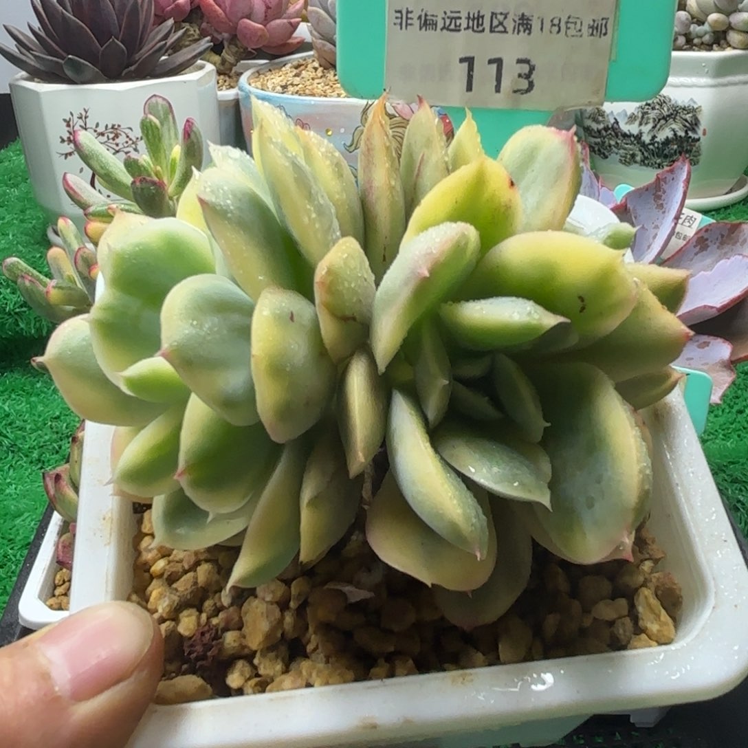 唐二姐多肉编号113
