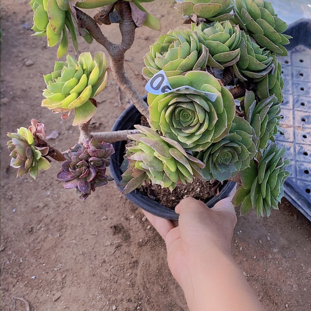 90 号一物一拍多肉植物