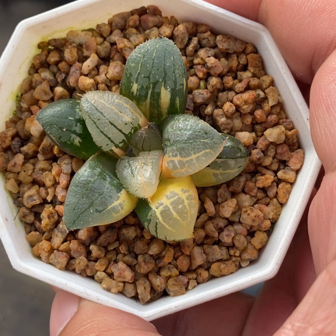 一颗实生磨面寿锦 