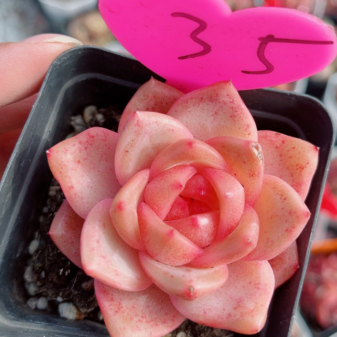 35号小老桩珍妮单头