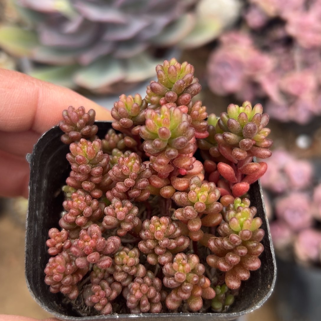 多肉植物多肉植物