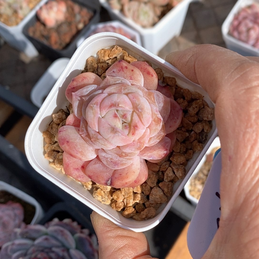 精品多肉一物一拍不包整715