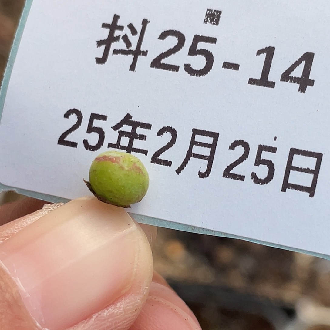 25-14猪蹄多肉植物