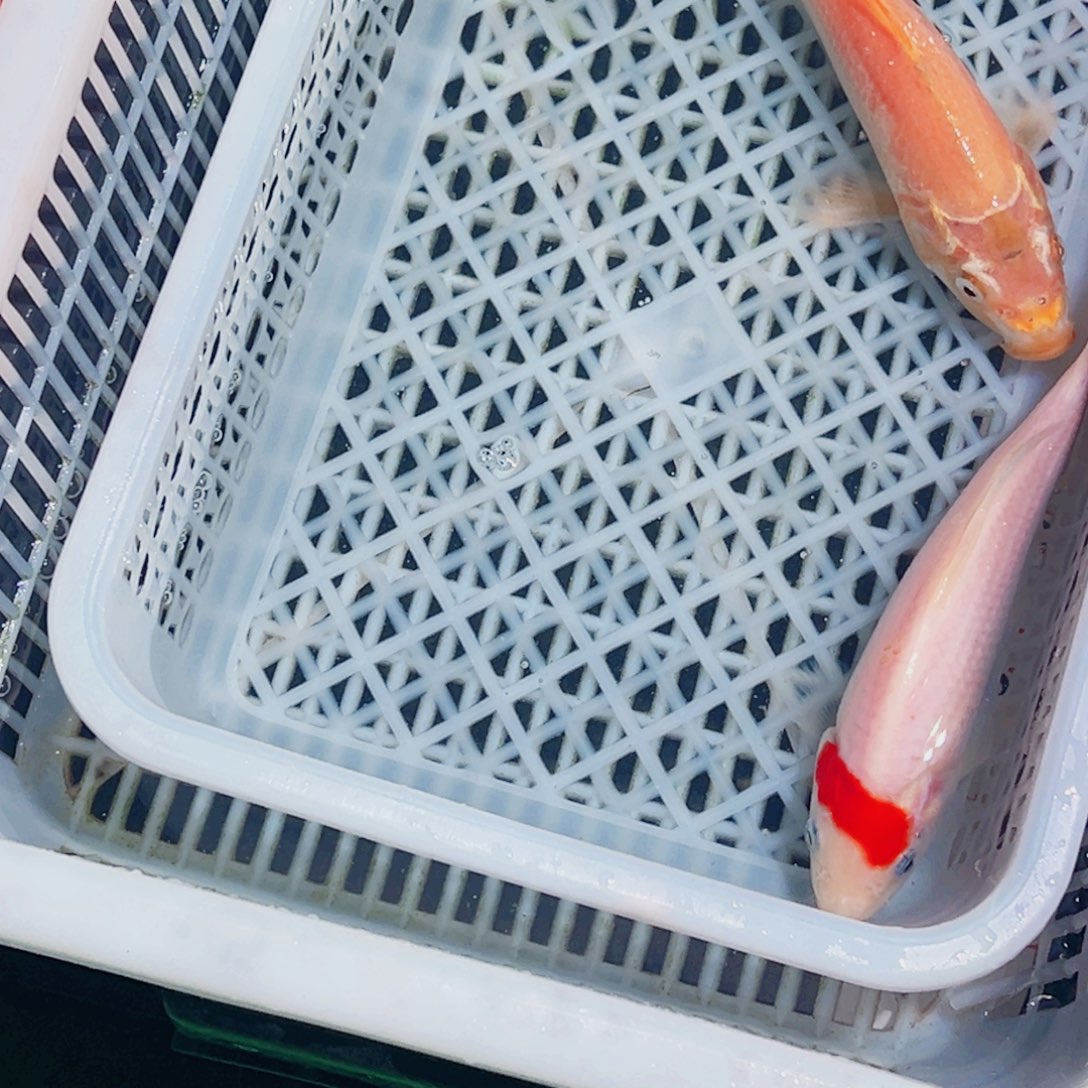 锦鲤锦鲤观赏鱼1111