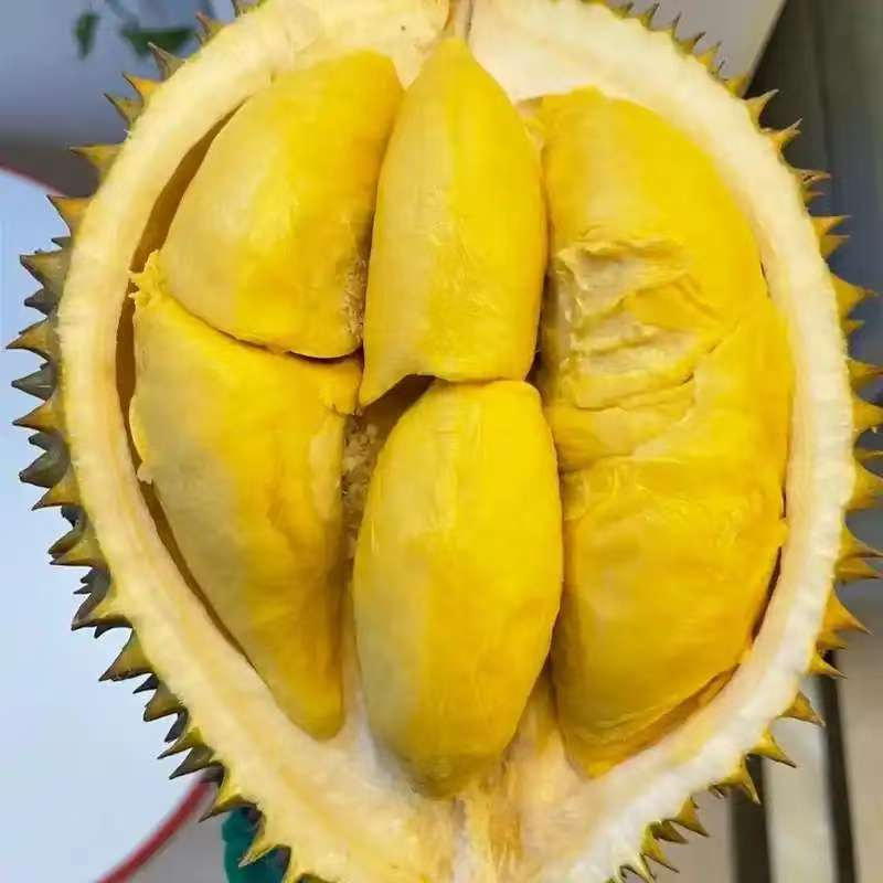 城北树熟新鲜金枕榴莲正常核大小/一果一重 辨别生熟再开果 榴莲同城配其它