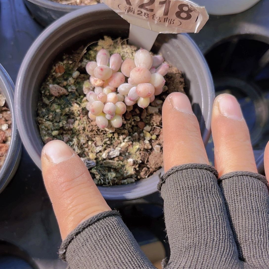 A218萤火虫一物一拍