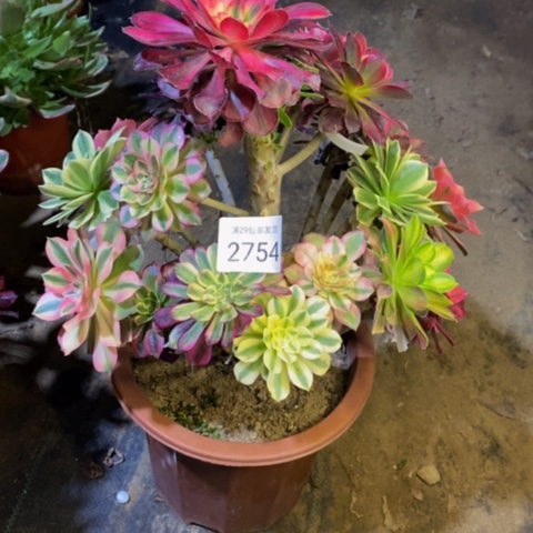 嫁接的彩树多肉植物2754