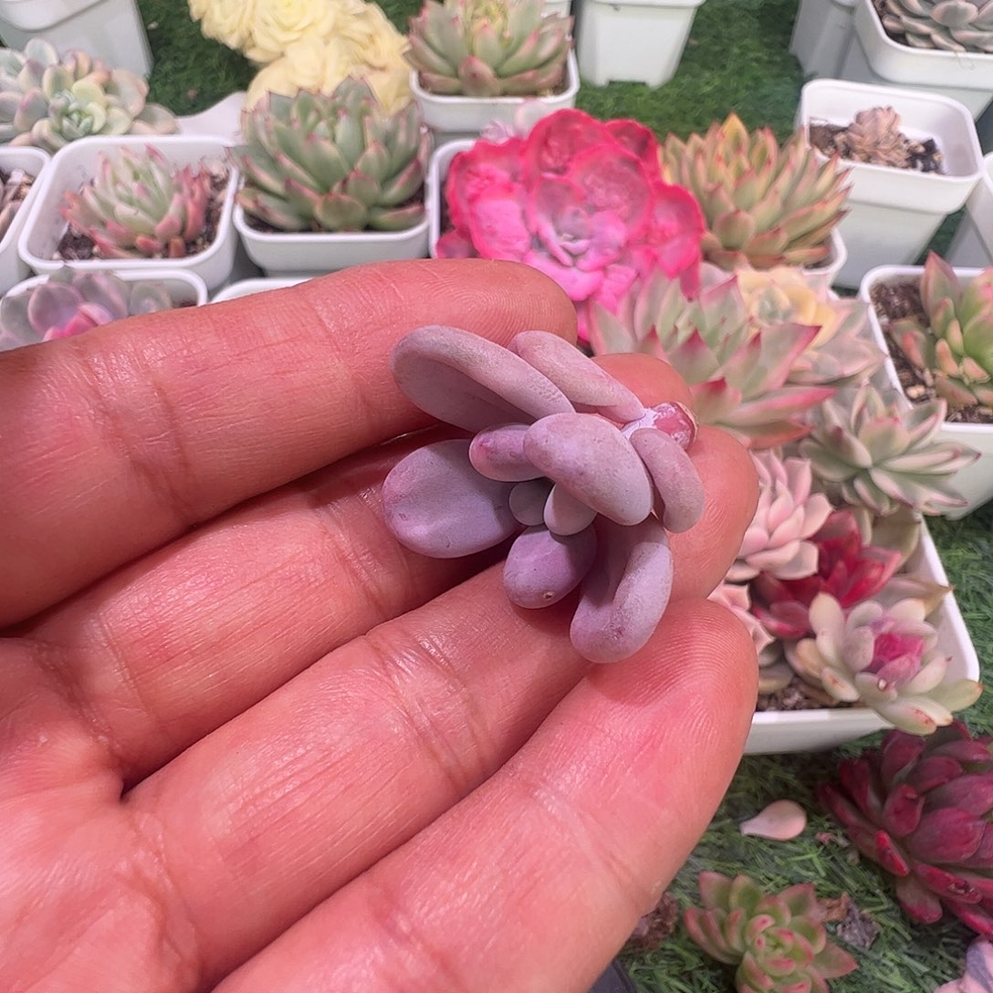 锦***s多肉植物多肉植物