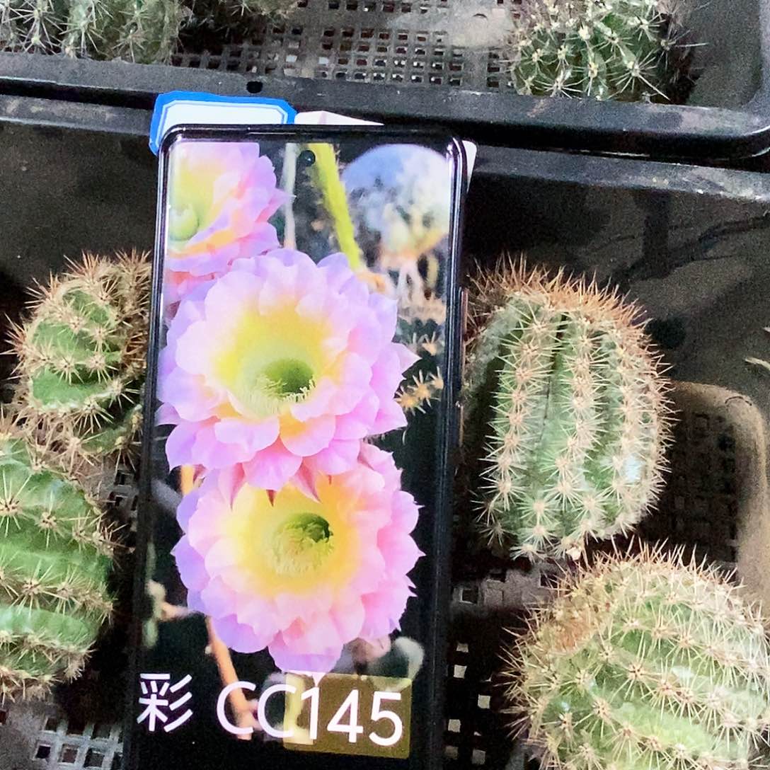 彩 CC145/侧芽歪20包邮/5公分