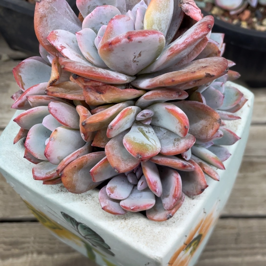 韩版奶茶八头有微瑕