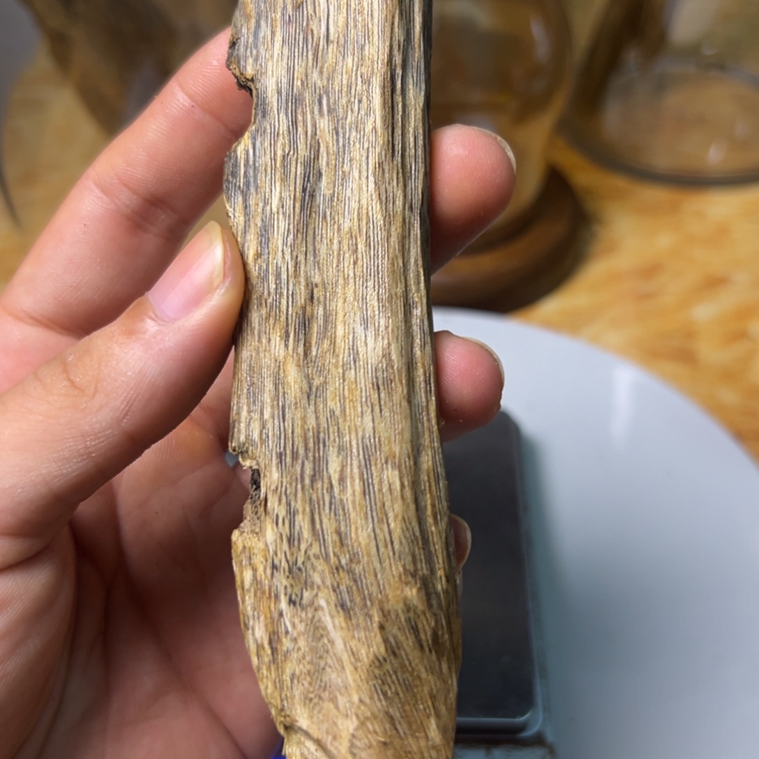 沉香沉香碎屑35可指天椒品种