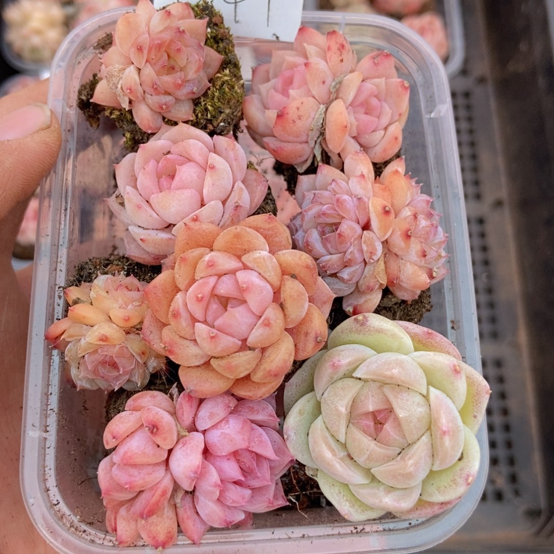 春泥家框拍链接D41