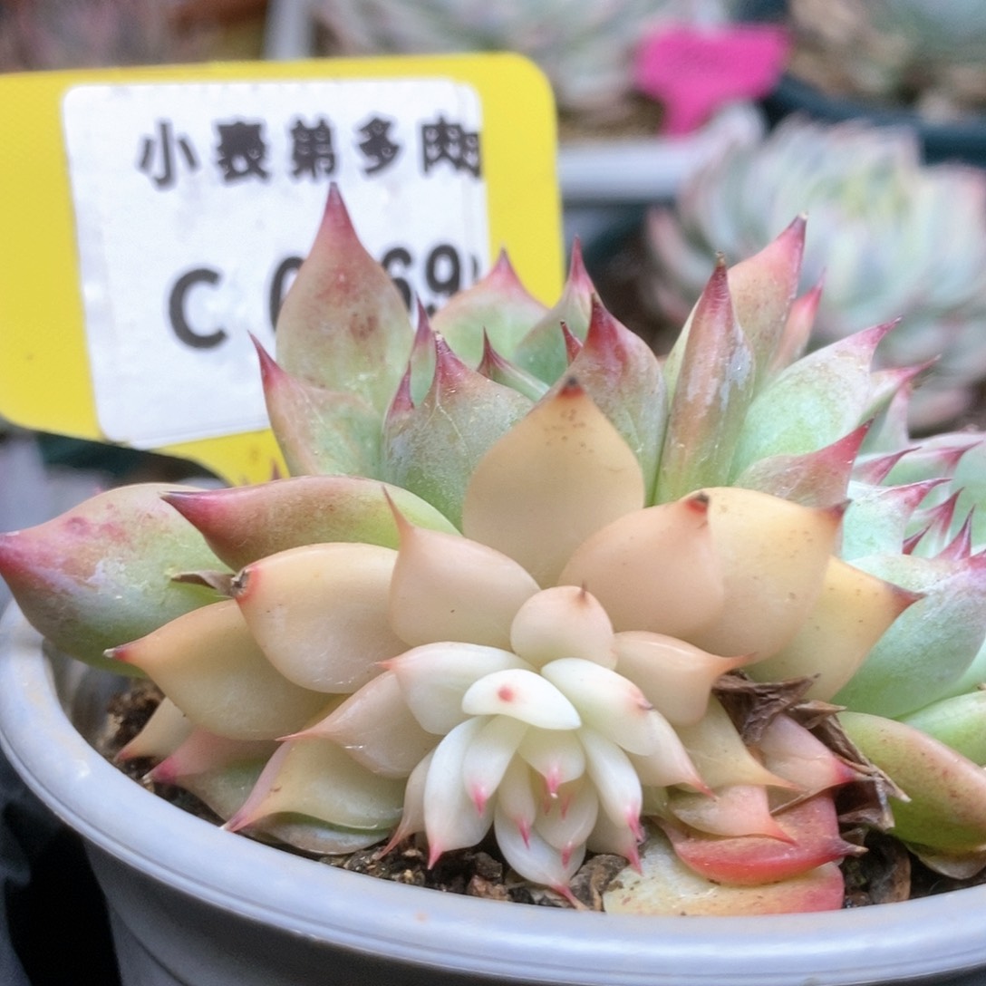 169锦锦锦锦锦锦锦