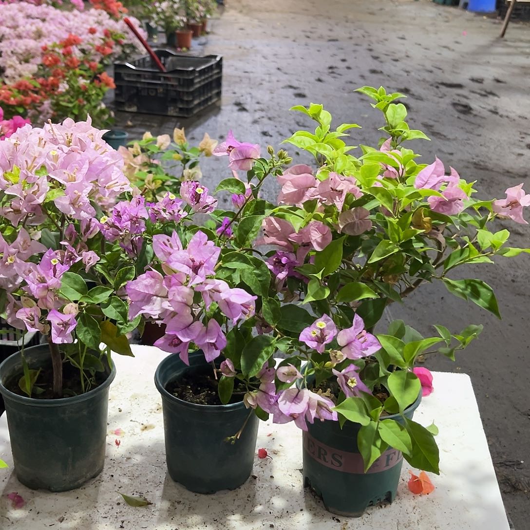 完全开放苹果花，雪紫，巴西紫
