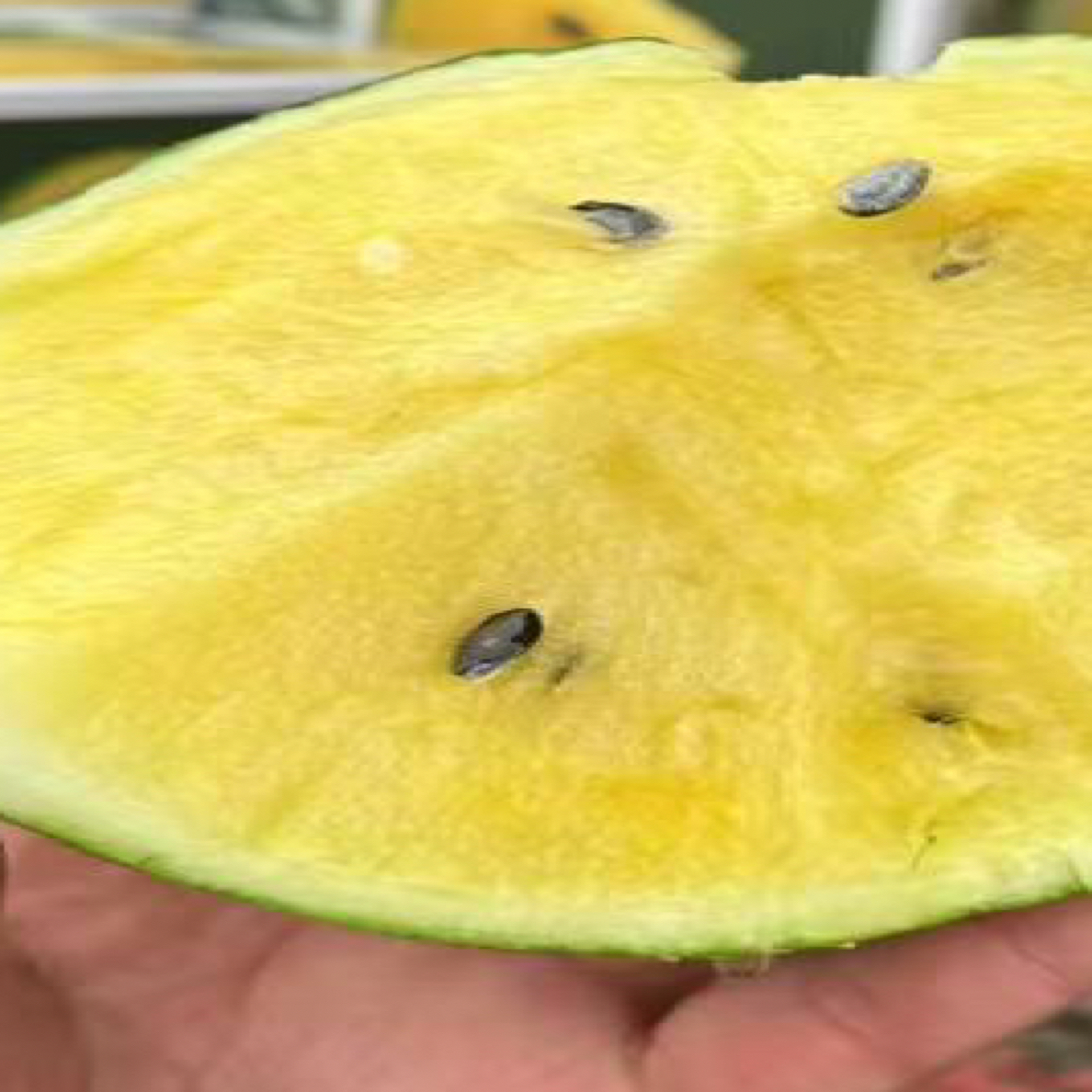 冰淇淋黄心西瓜甘肃省