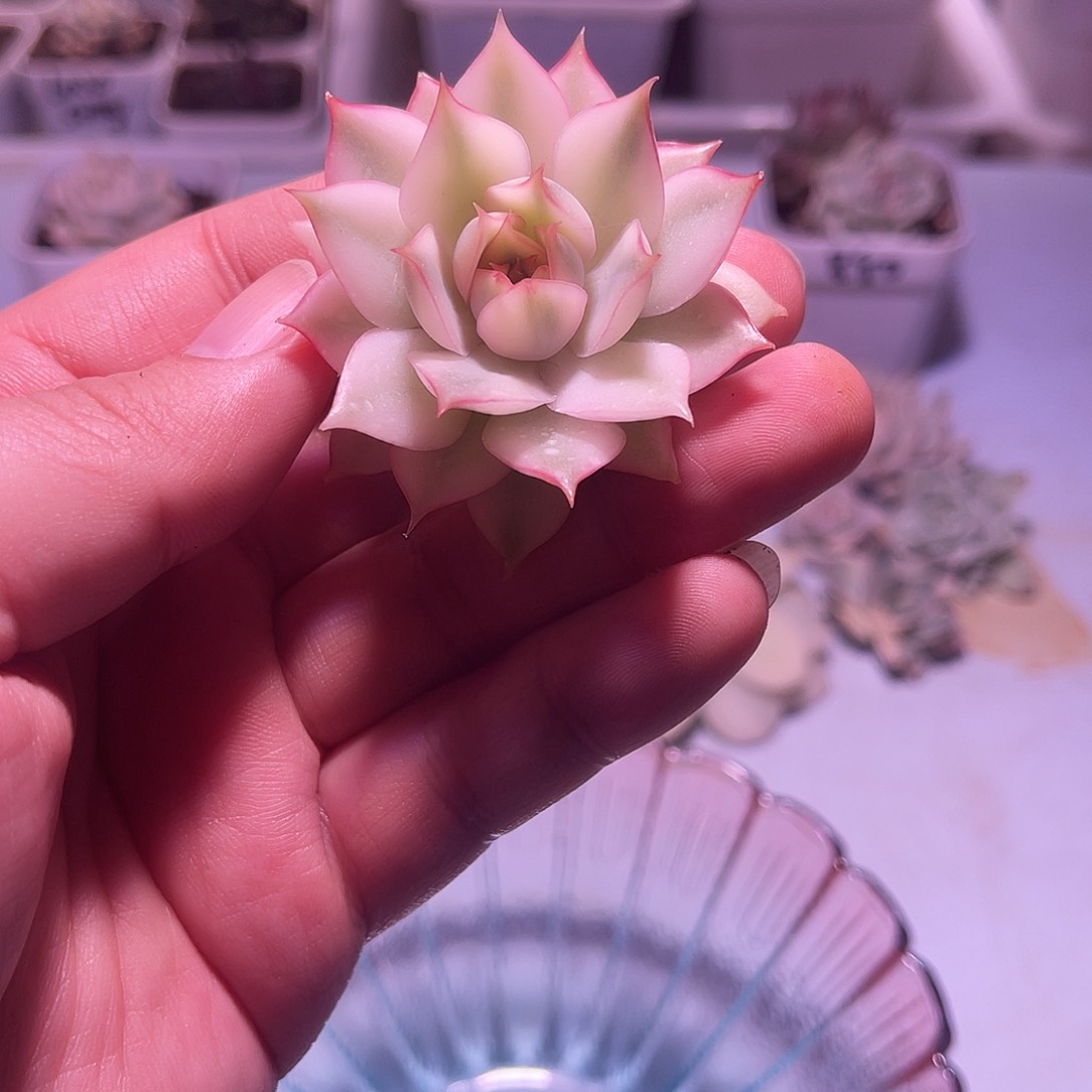 宝莲灯锦植物一物一拍