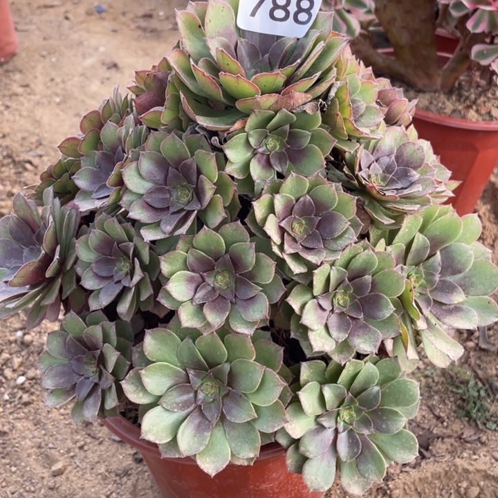 无花朵788多肉植物桃花石