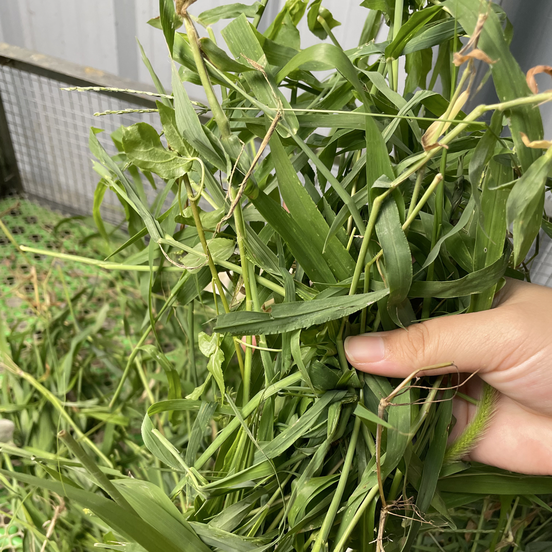 新鲜青草荷兰猪豚鼠兔子包邮750g