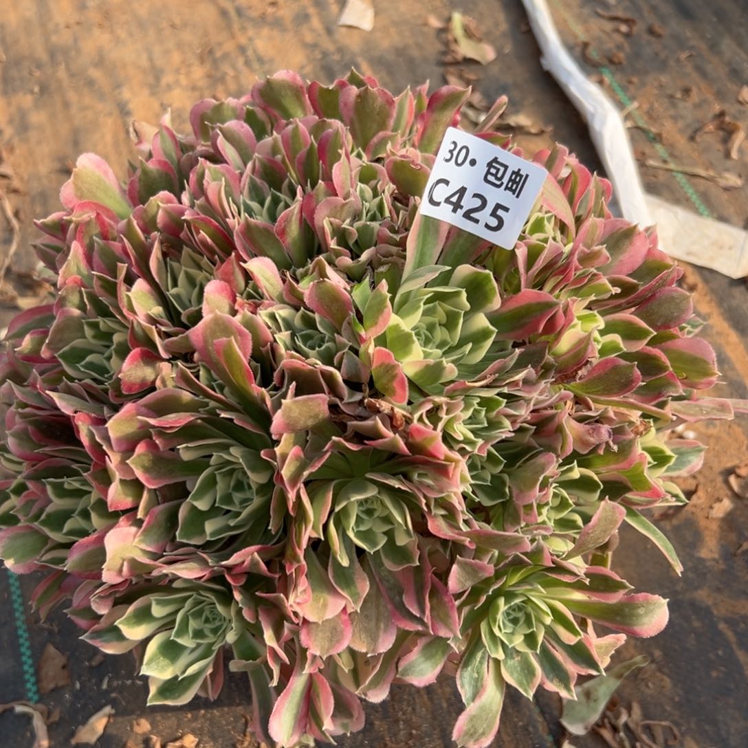 425雨花石多肉法师