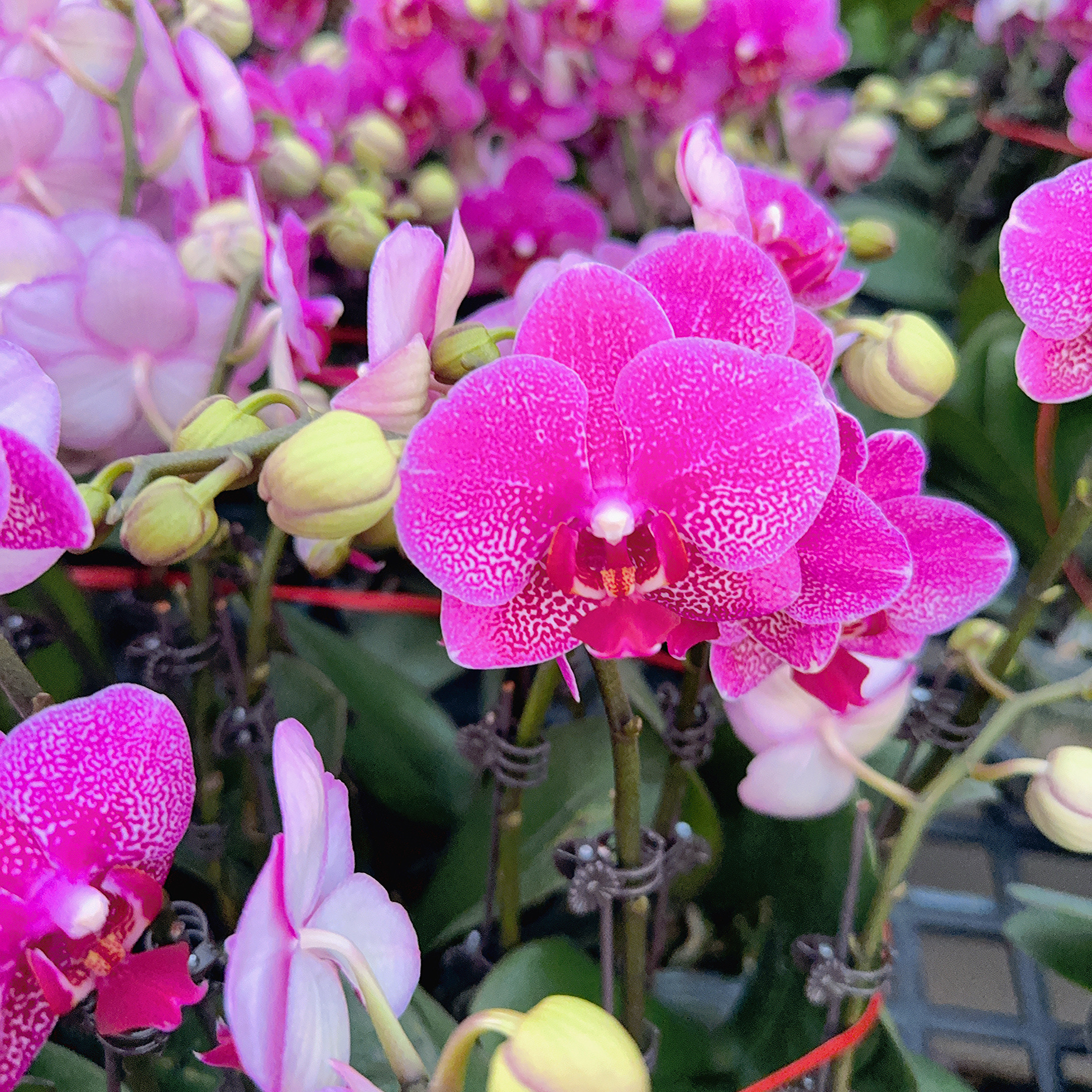 精选蝴蝶兰【红粉佳人】紫红色色系室内花卉绿植 基地直发