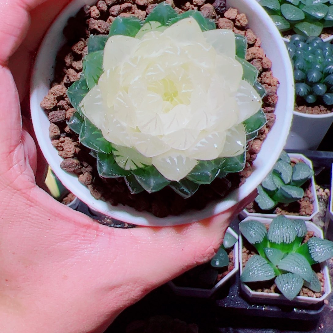 宝莲灯玉露多肉植物