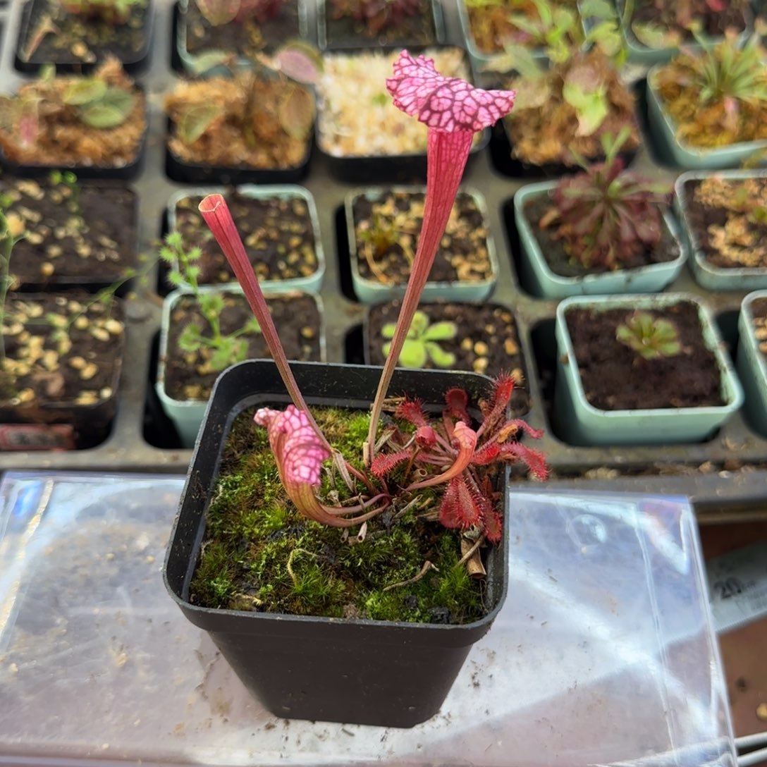 完全开放粉东西瓶子草