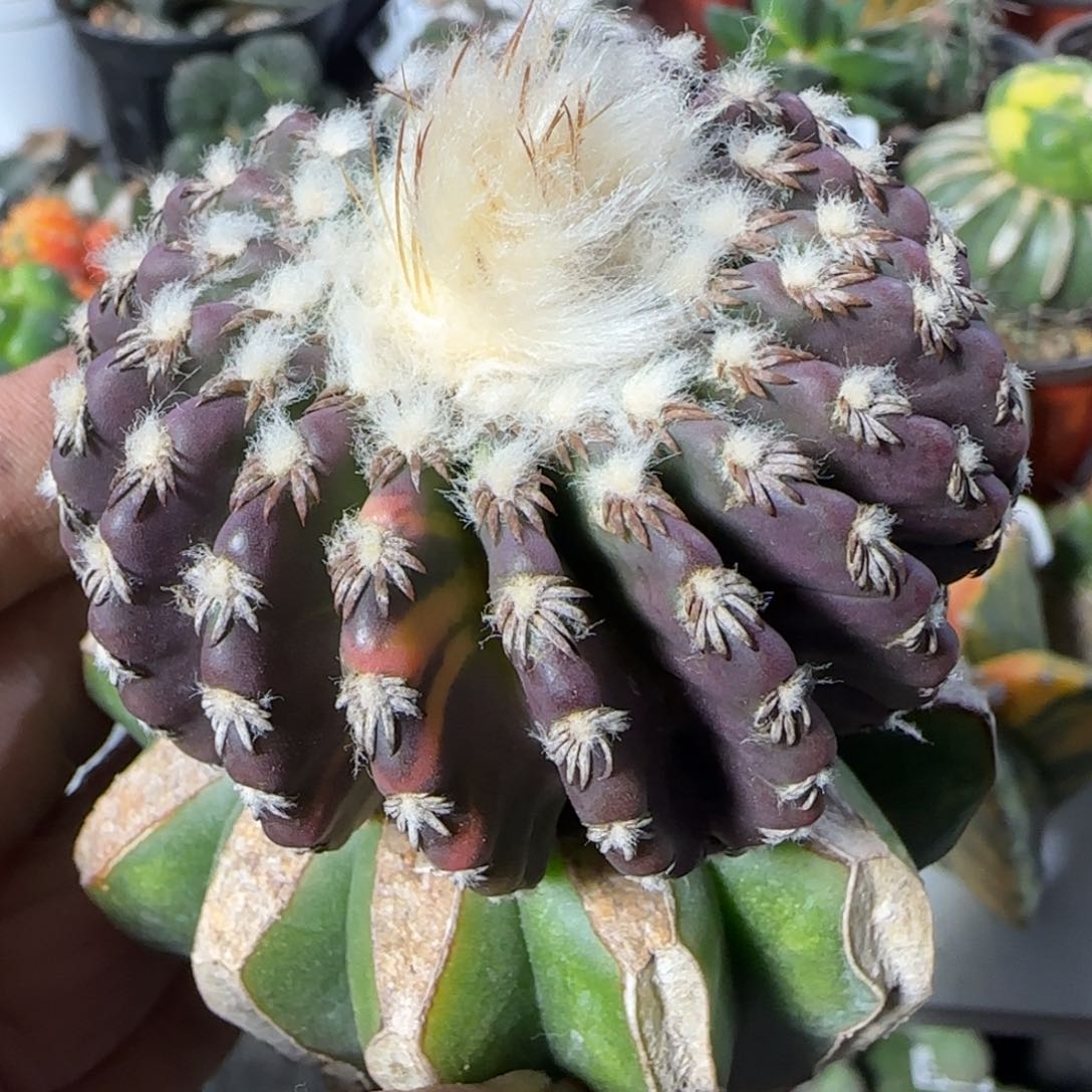 【闪购商品】紫皮蜘蛛腿刺奇特693植物