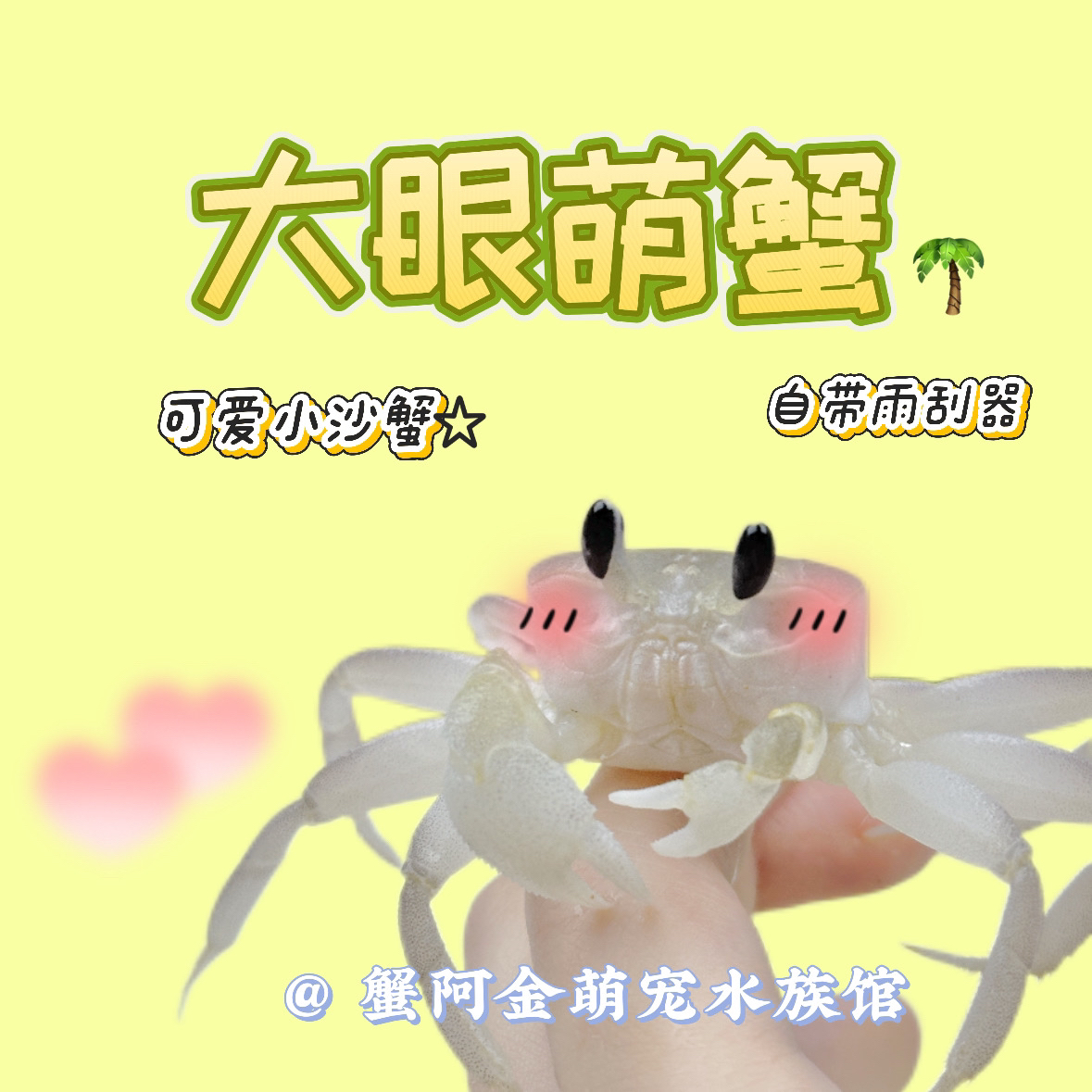 大眼萌蟹中华沙蟹懒人易养爬宠蟹桌面爬宠宠物蟹