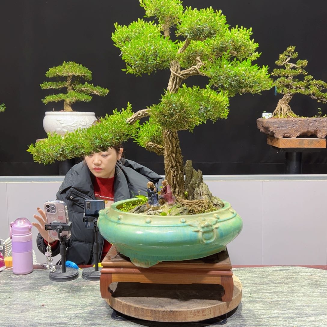 四季常青老桩黄杨盆景