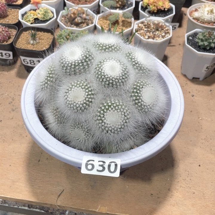 630超大白雪公主多头