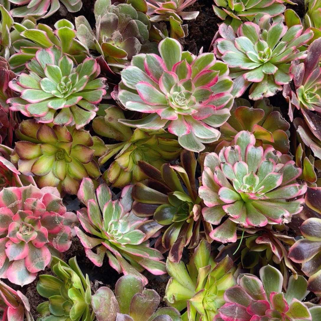 10颗品种随机法师锦