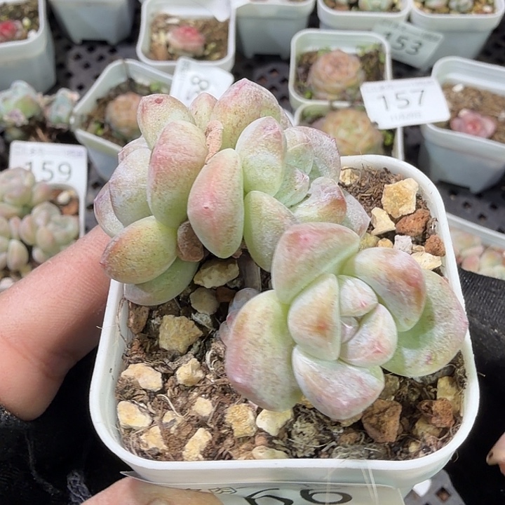 166 号到手1框江北多肉