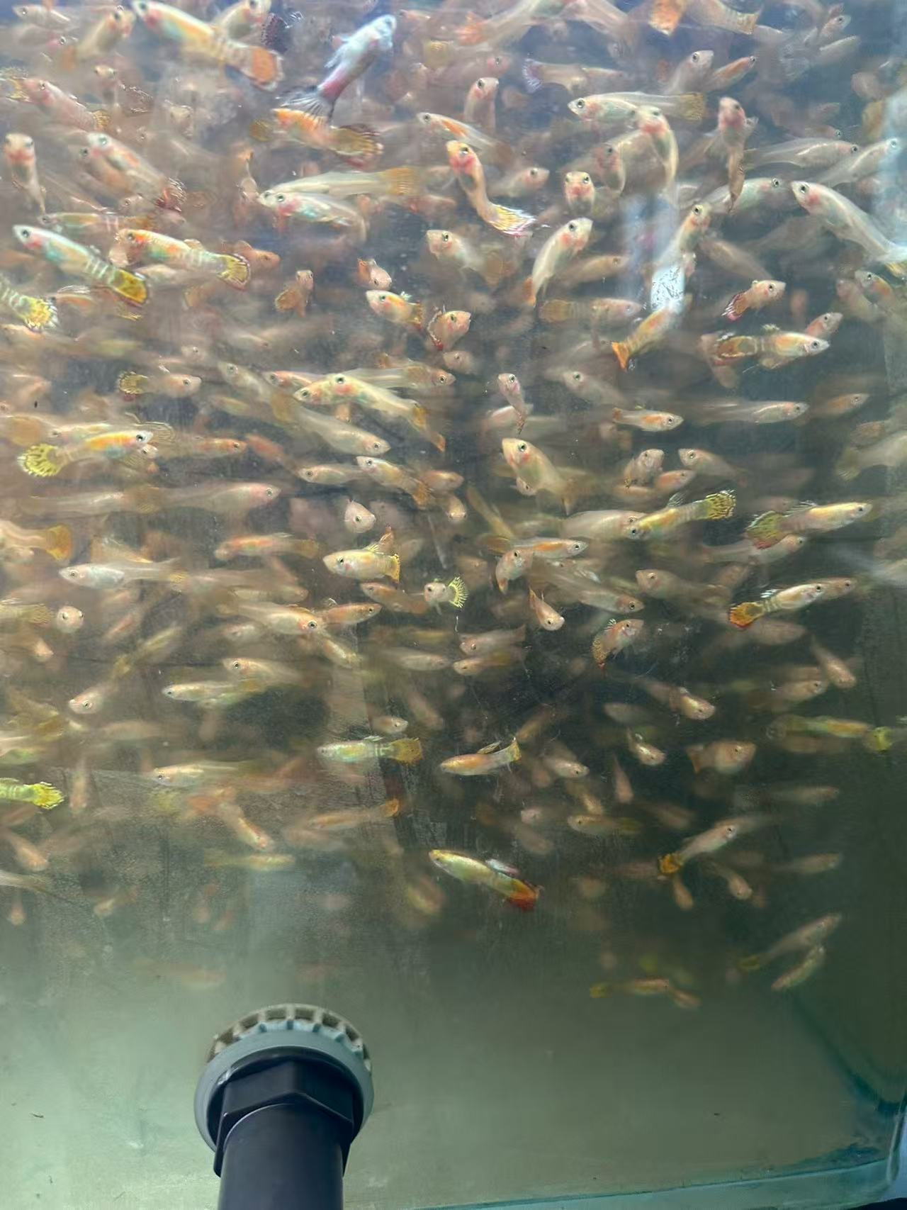 随机孔雀鱼2条