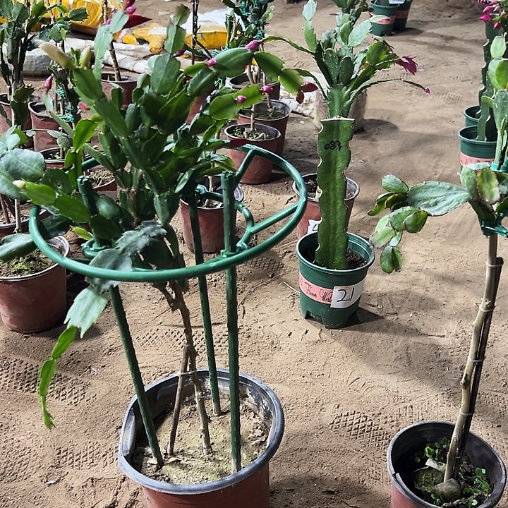 鹏***飞叶仙嫁接一层多色两颗，一个五色假昙花编号90带花架