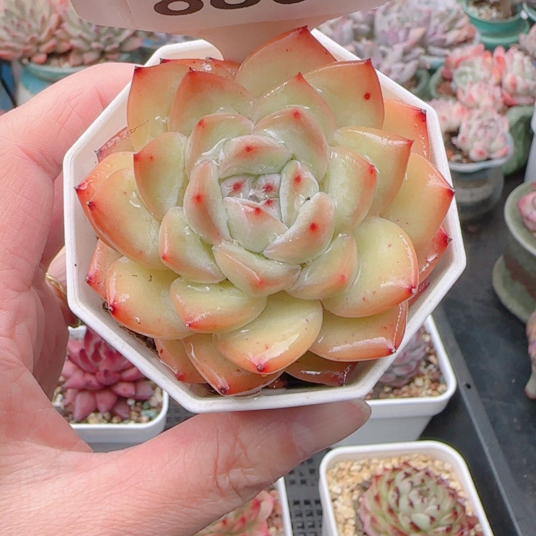 多肉植物8802…………..