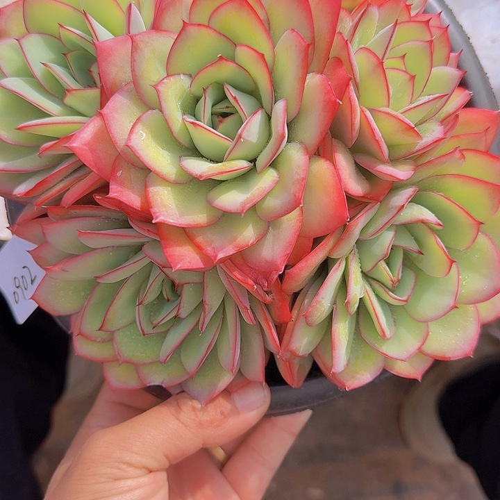 0902牡丹亭多肉植物