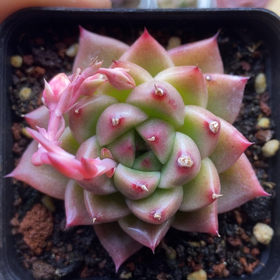 一物一拍一单包邮 254