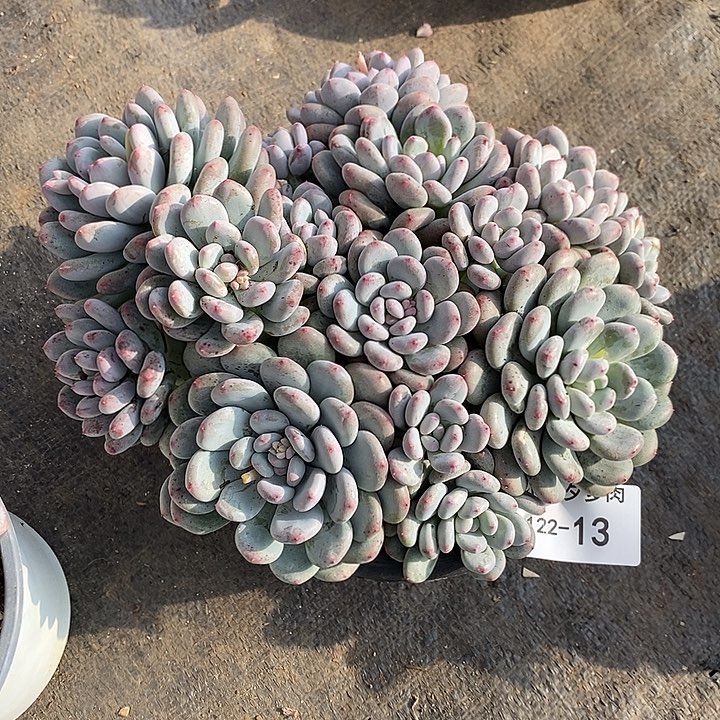 小七夕多肉香香雪13