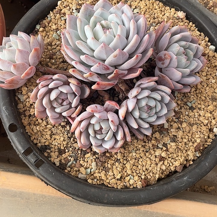 橙子  不带盆土满20包邮发货