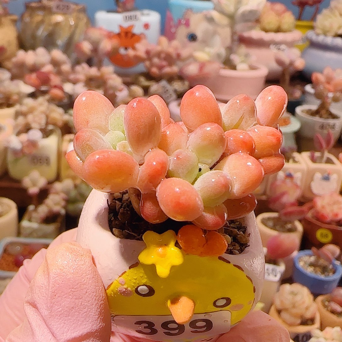 T樱花奶盆口2.5cm