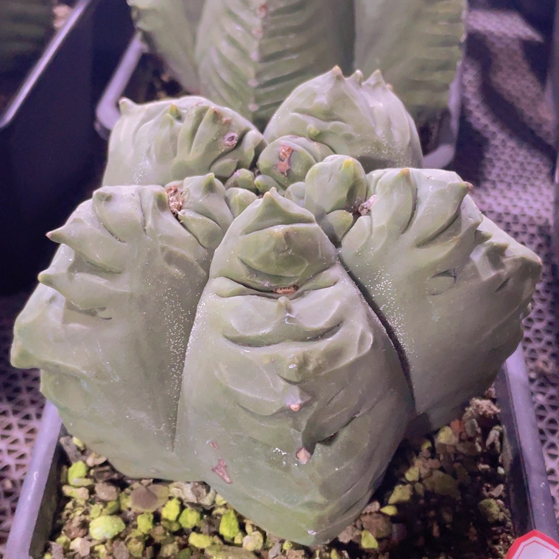 073实生根变异老桩龟甲鸾凤玉，14.5