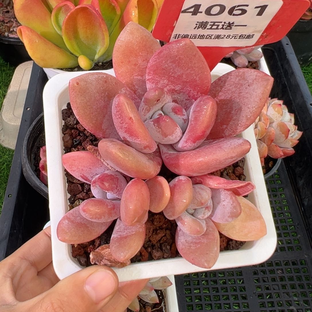 表妹精品多肉4061.