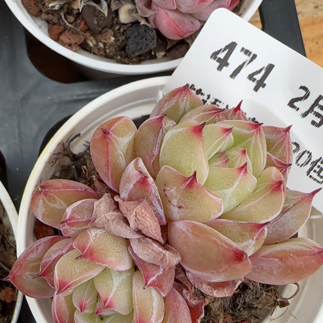 花语逸镜0203-474