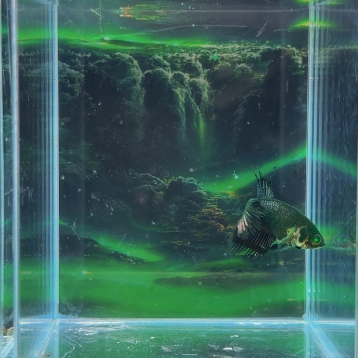 紫印母鱼就是这么一次过吧