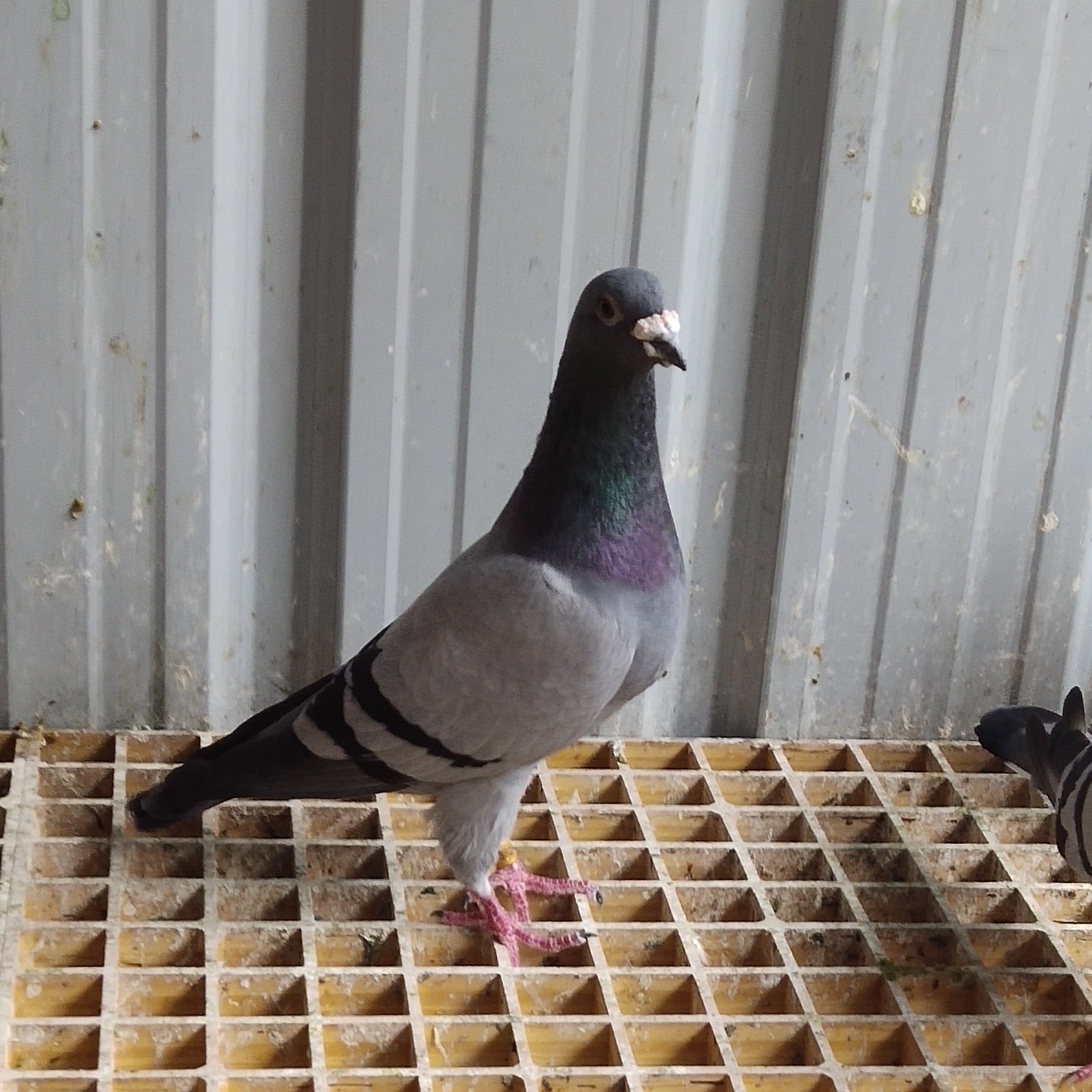 大鼻子母大鼻子雄成年鸽种鸽纯种大种鸽