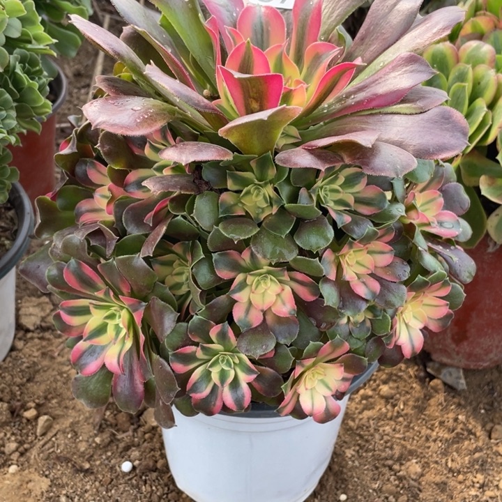 无花朵673香妃多肉植物